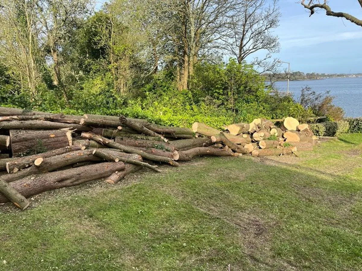 Timber - Image 3