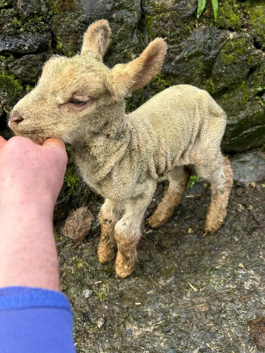 Pet lamb - Image 1