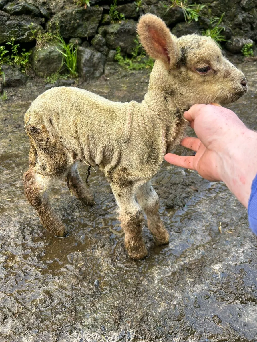 Pet lamb - Image 2