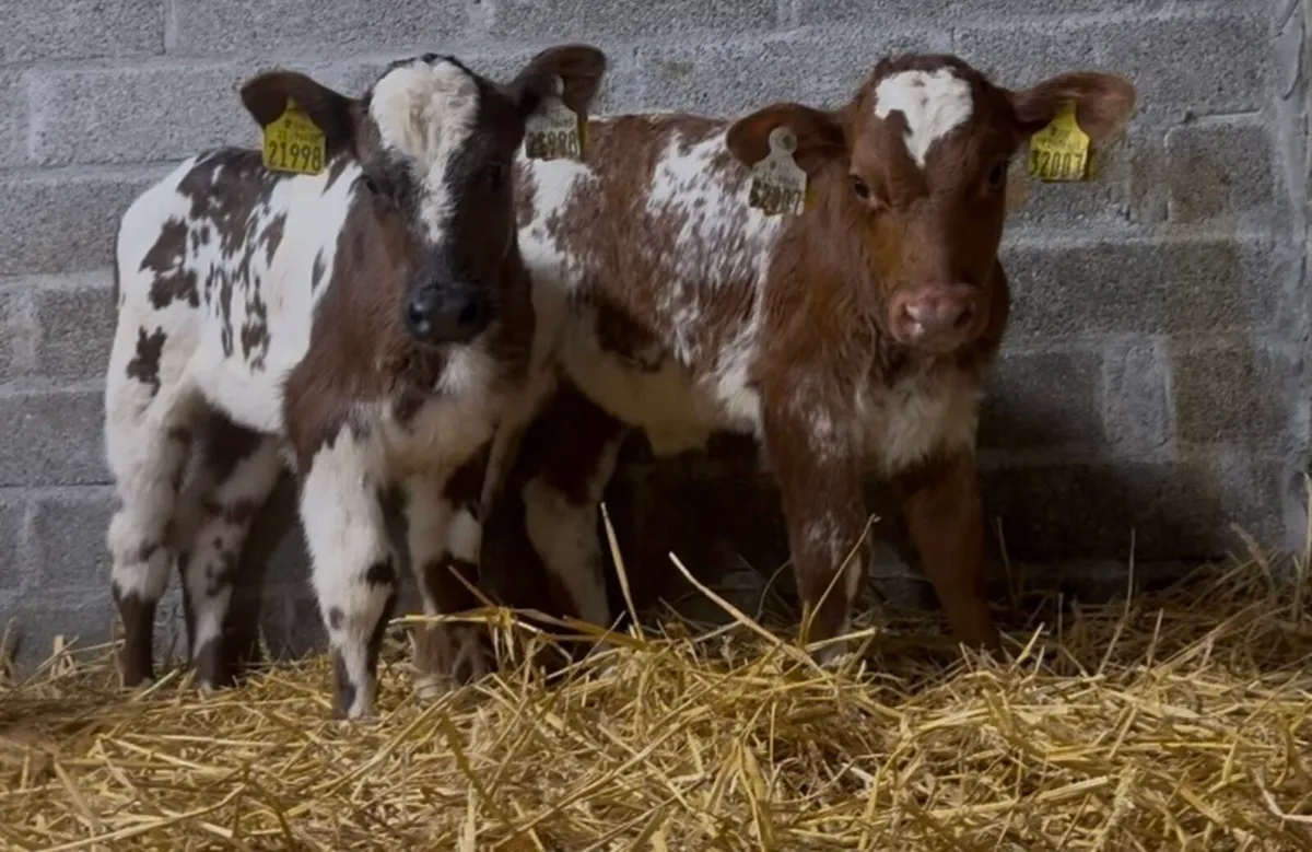 4 smashing shorthorn heifer calves - Image 2