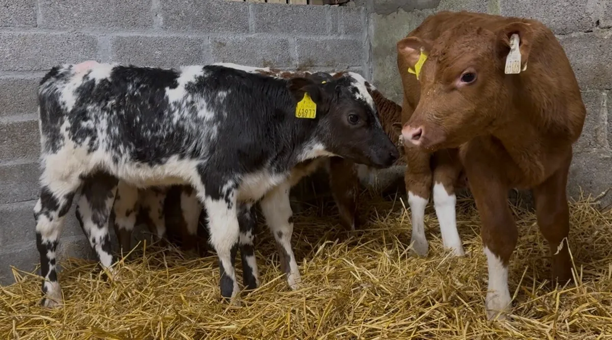 4 smashing shorthorn heifer calves - Image 3