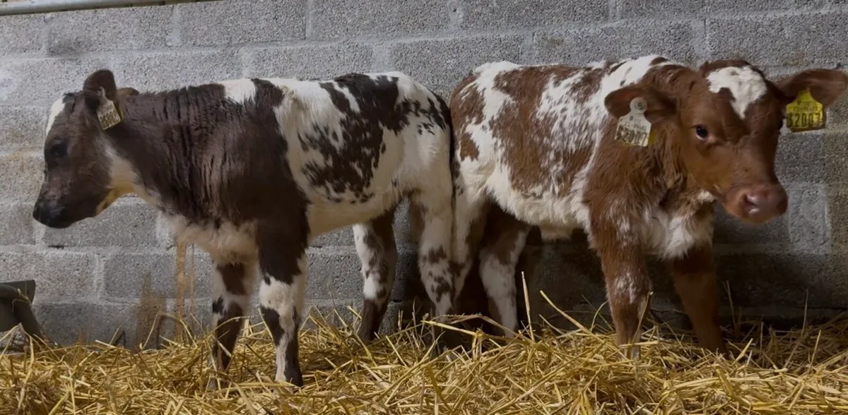 4 smashing shorthorn heifer calves - Image 4