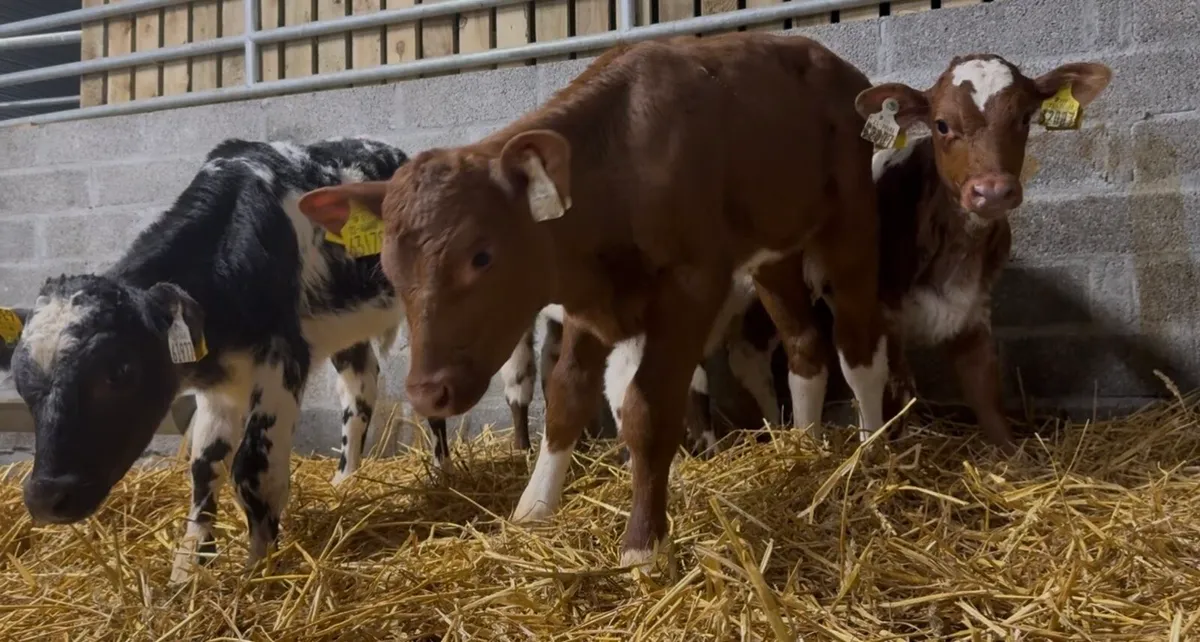 4 smashing shorthorn heifer calves - Image 1