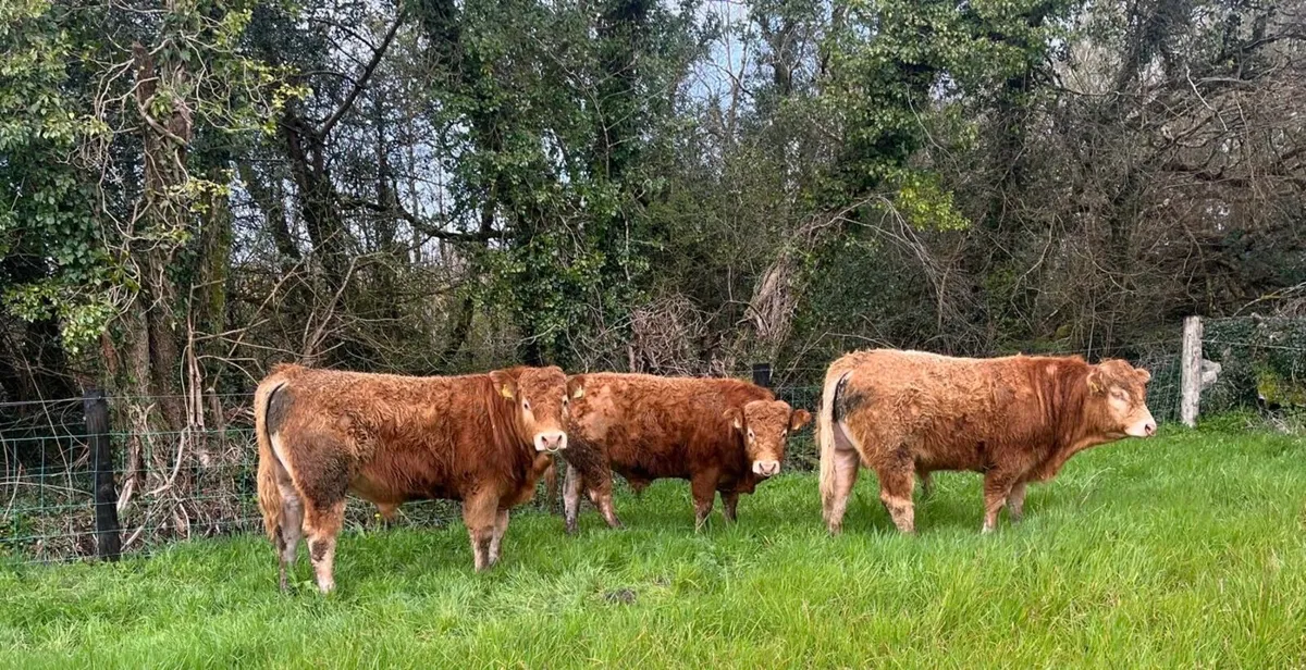 Gort Mart: Thurs 16th April : Special Sale - Image 2