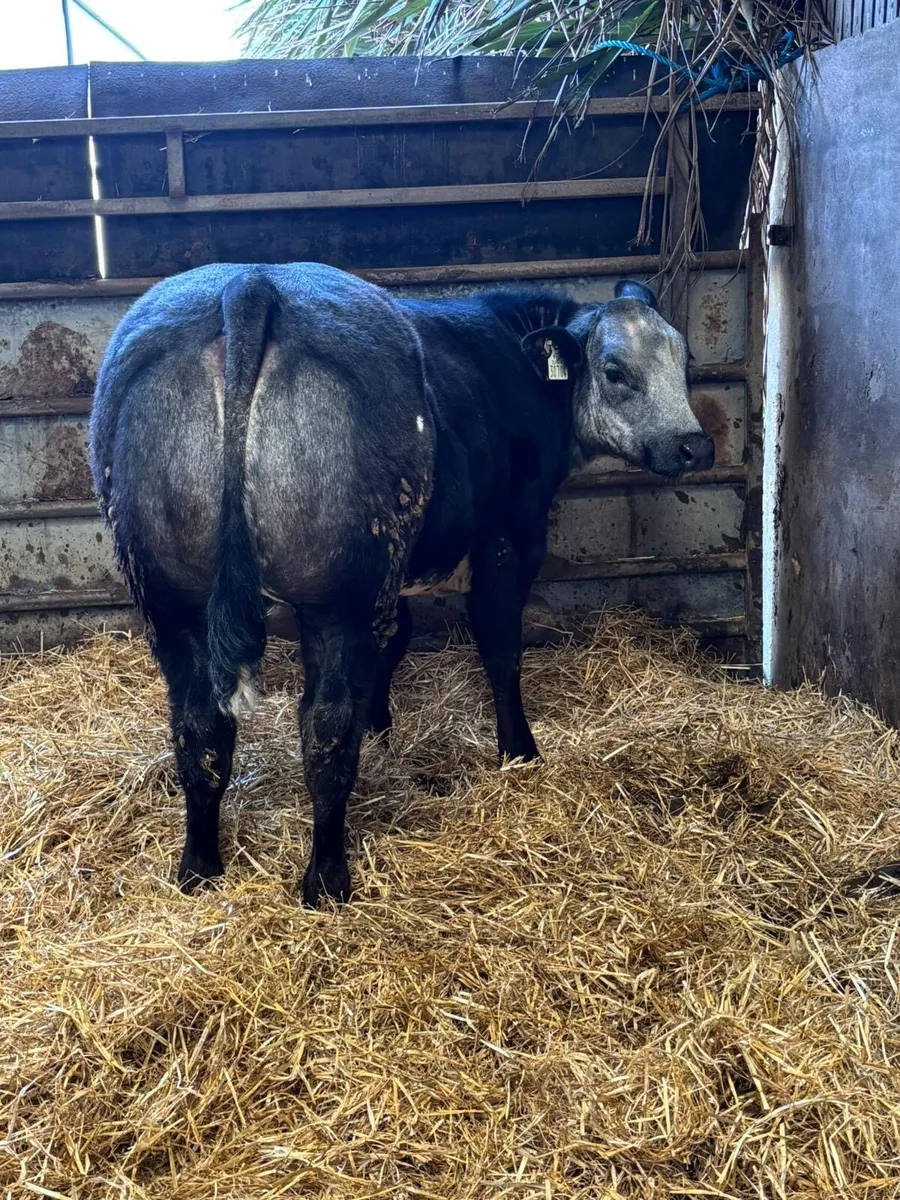 Gort Mart: Thurs 16th April : Special Sale - Image 4