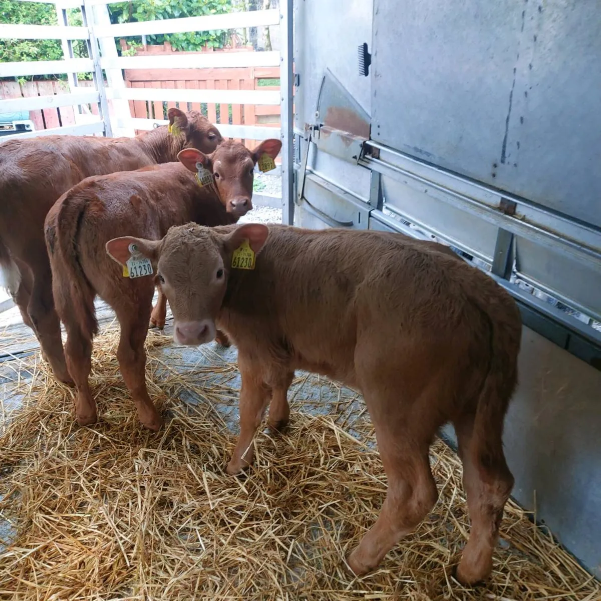 AAX CALVES and Red Limousine Heifer,,Semental Cow, - Image 1