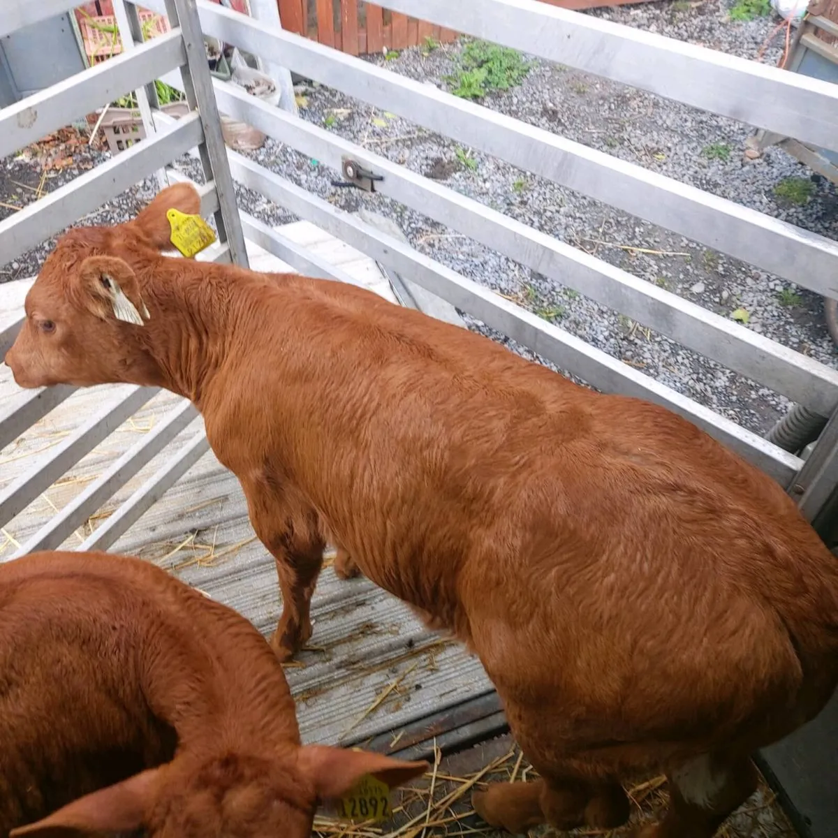 AAX CALVES and Red Limousine Heifer,,Semental Cow, - Image 2