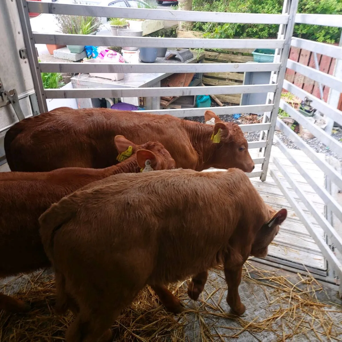 AAX CALVES and Red Limousine Heifer,,Semental Cow, - Image 3