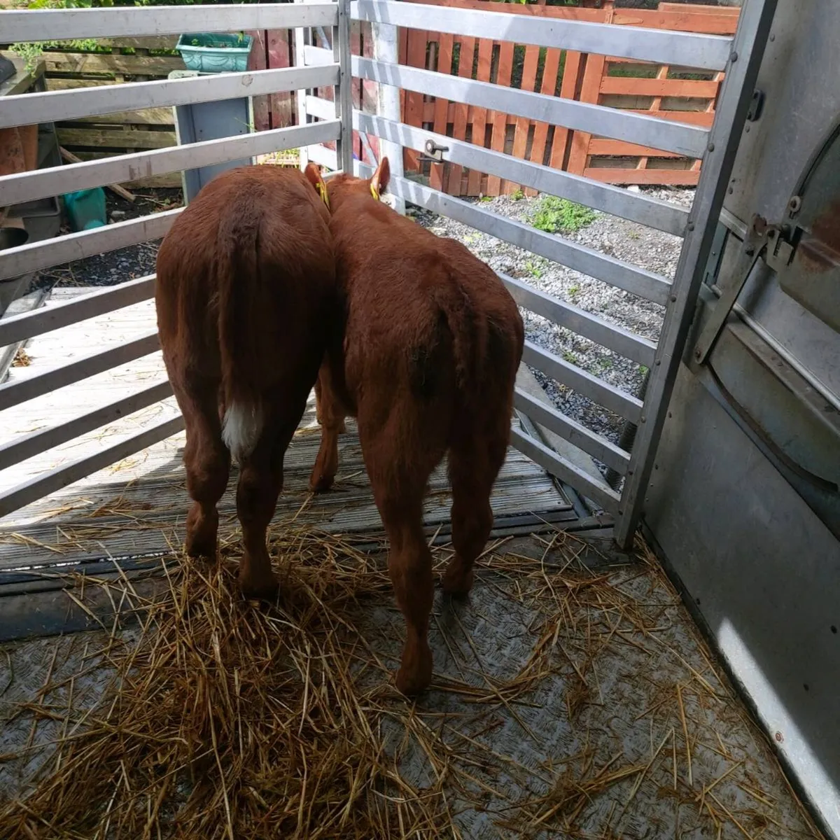 AAX CALVES and Red Limousine Heifer,,Semental Cow, - Image 4