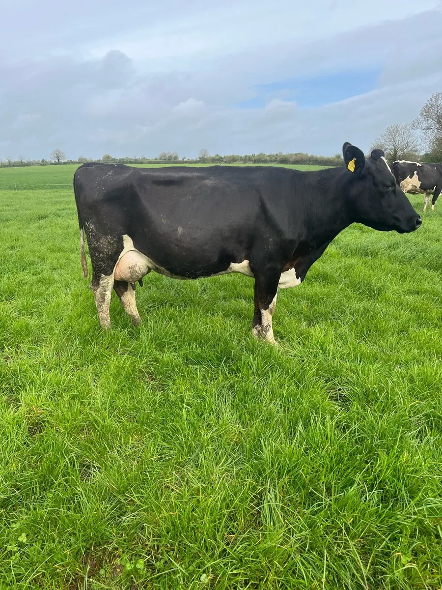 Dairy cows - Image 1