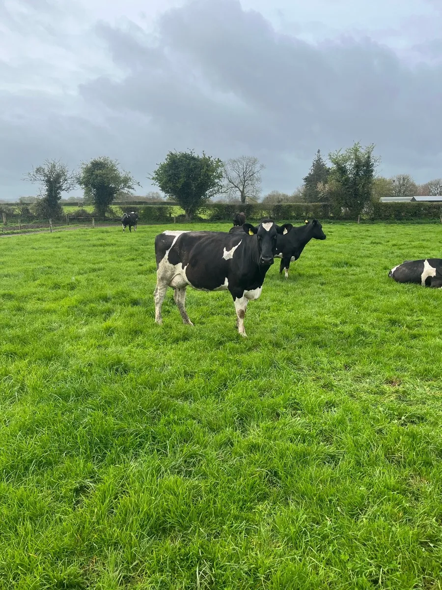 Dairy cows - Image 2