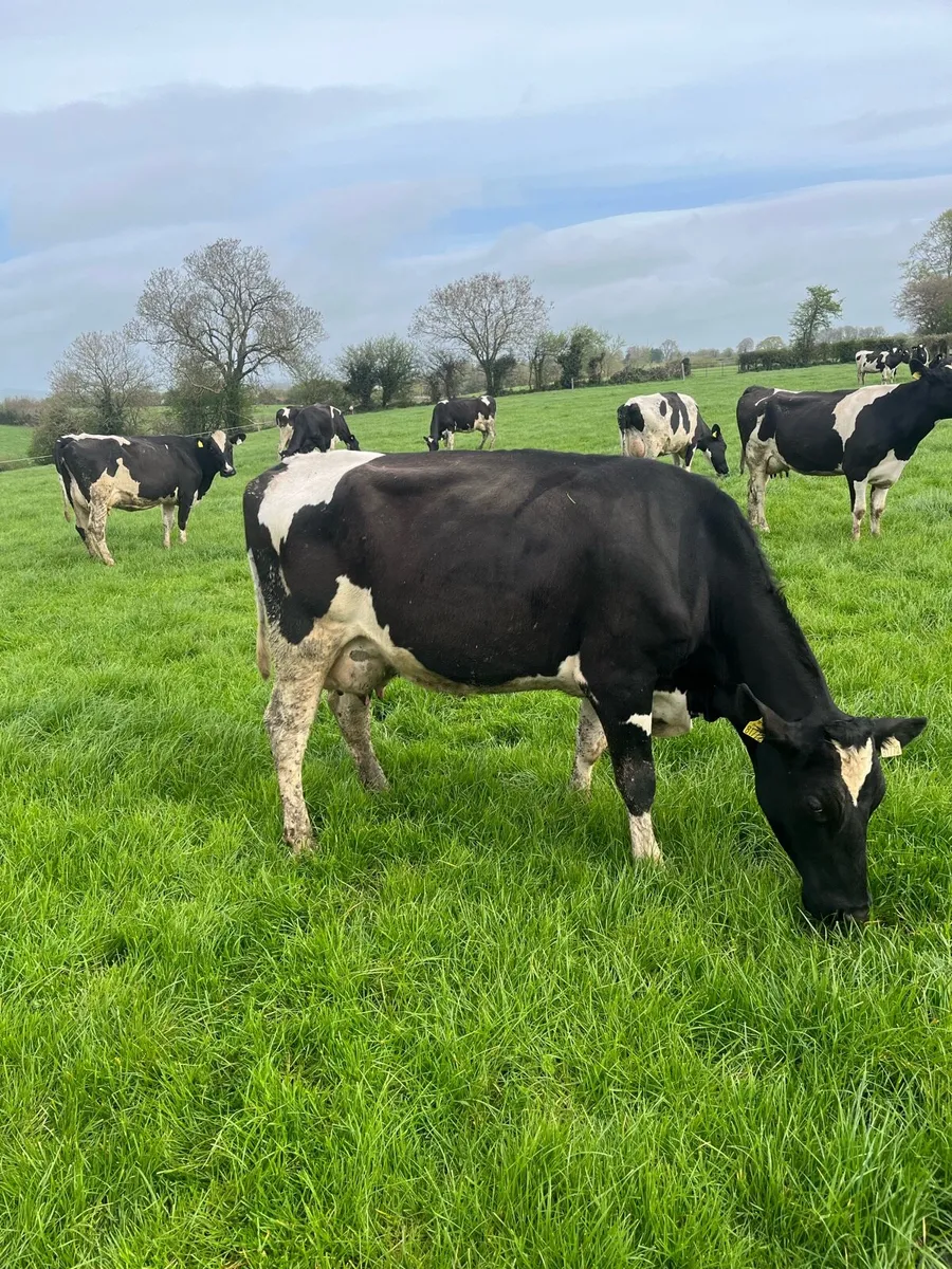 Dairy cows - Image 3