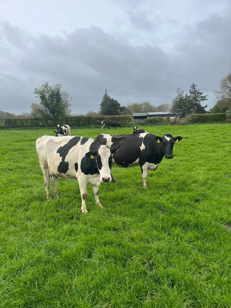 Dairy cows - Image 4