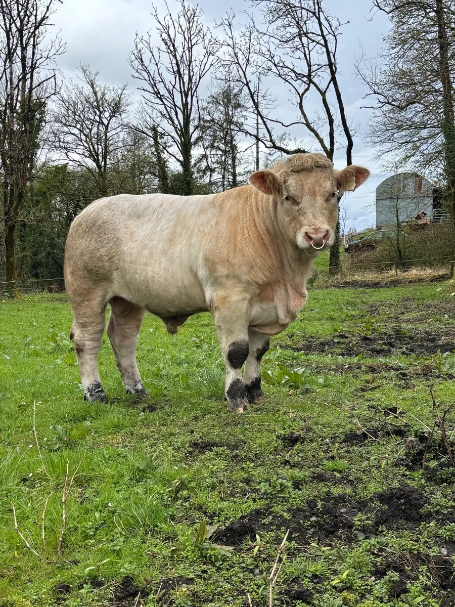 Pedigree Charolais and Angus bulls - Image 2