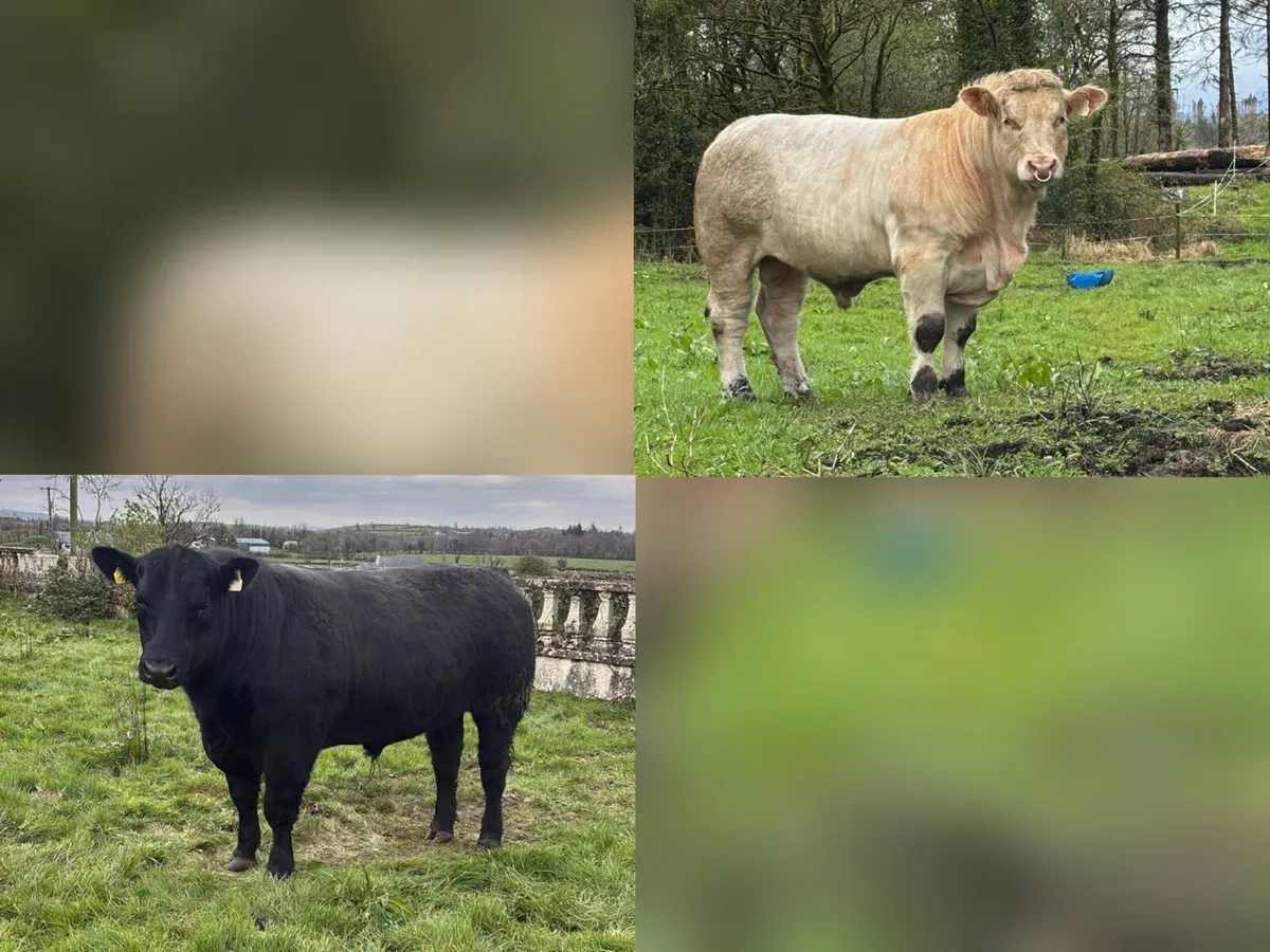 Pedigree Charolais and Angus bulls - Image 1