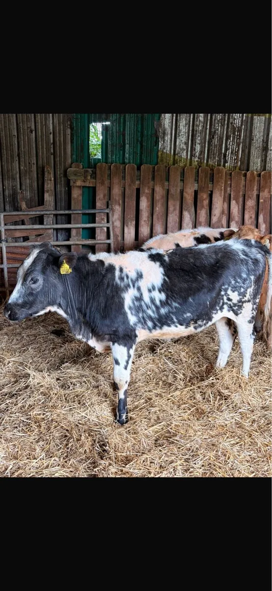 5 Heifer Weanlings - Image 4