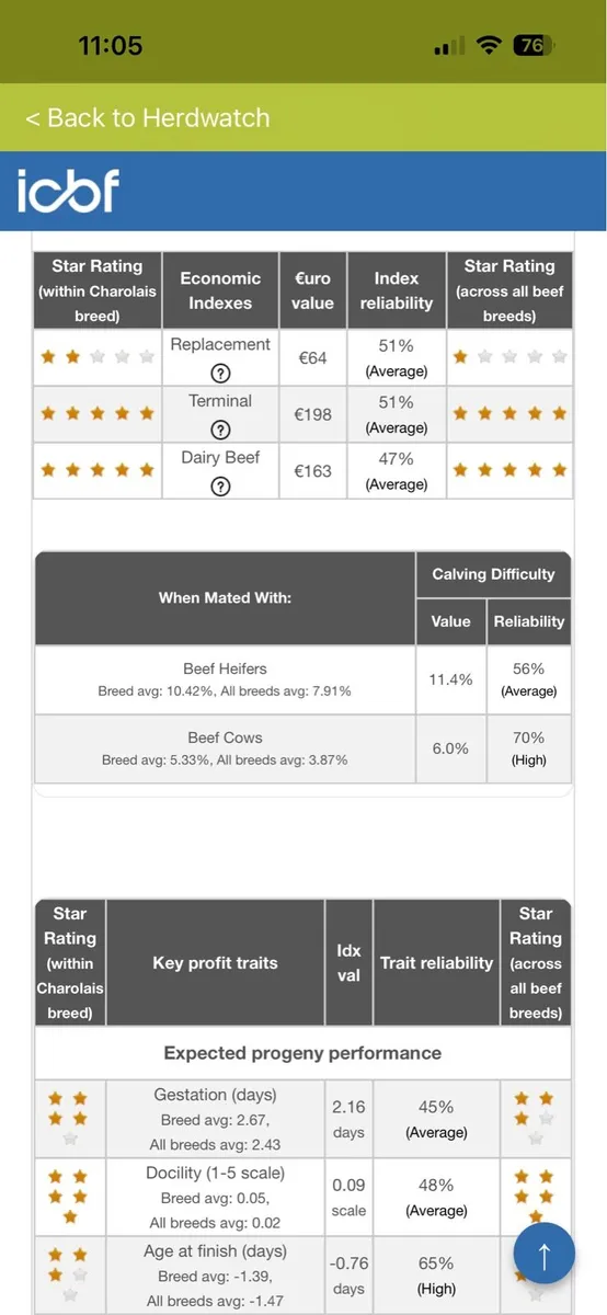 Pedigree Charolais and Angus bulls - Image 3