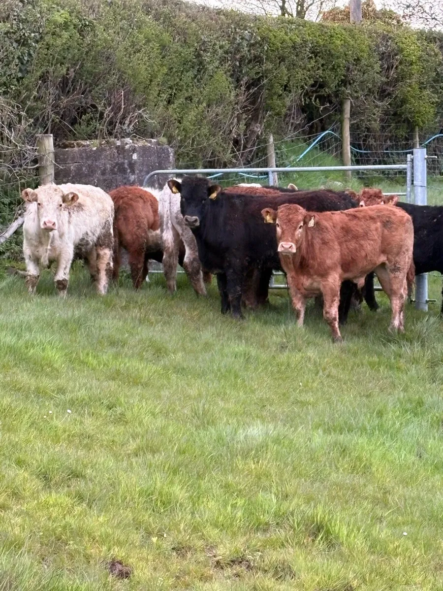 12 smashing Charolais and limousin bullocks - Image 1
