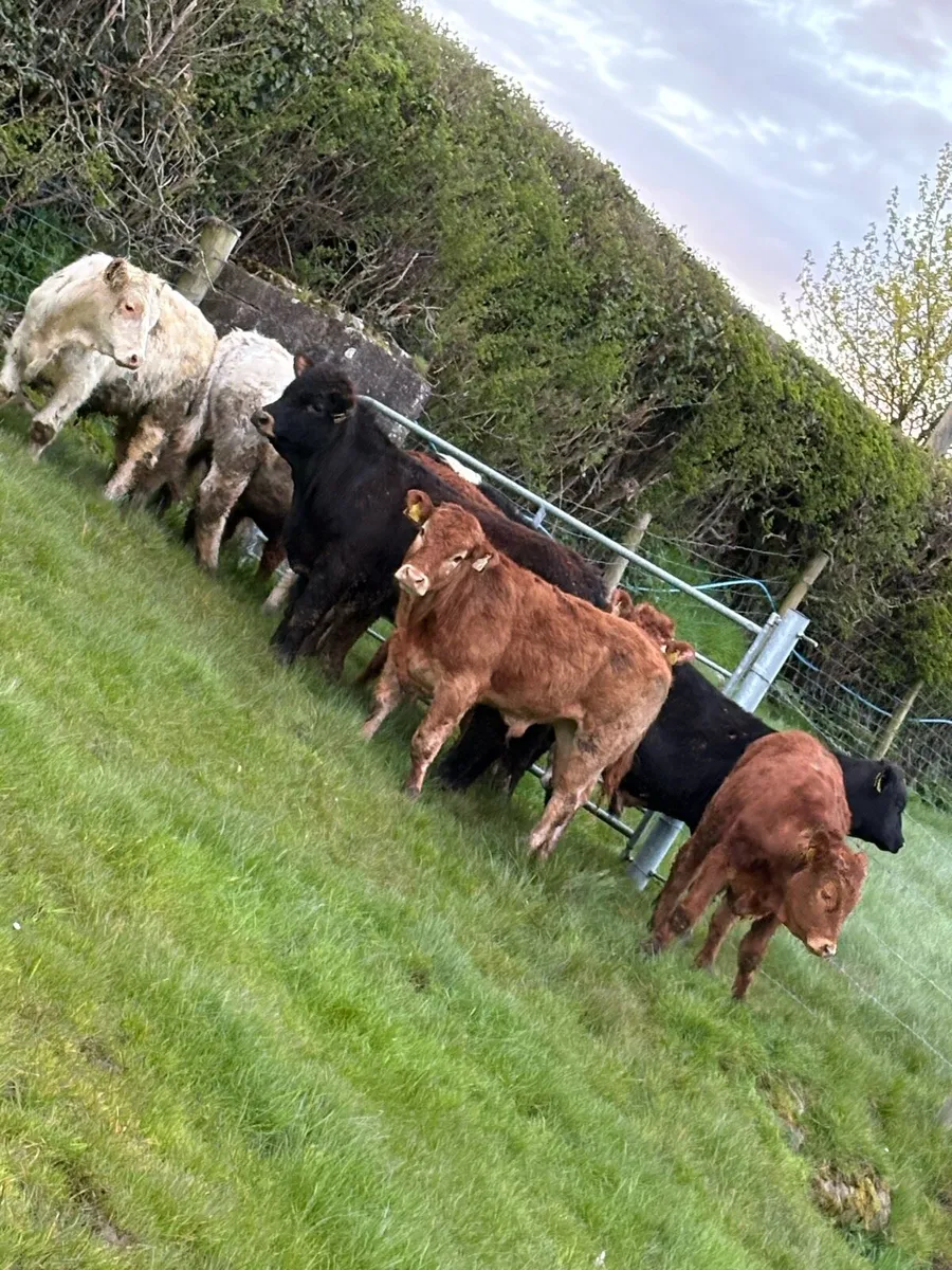 12 smashing Charolais and limousin bullocks - Image 2