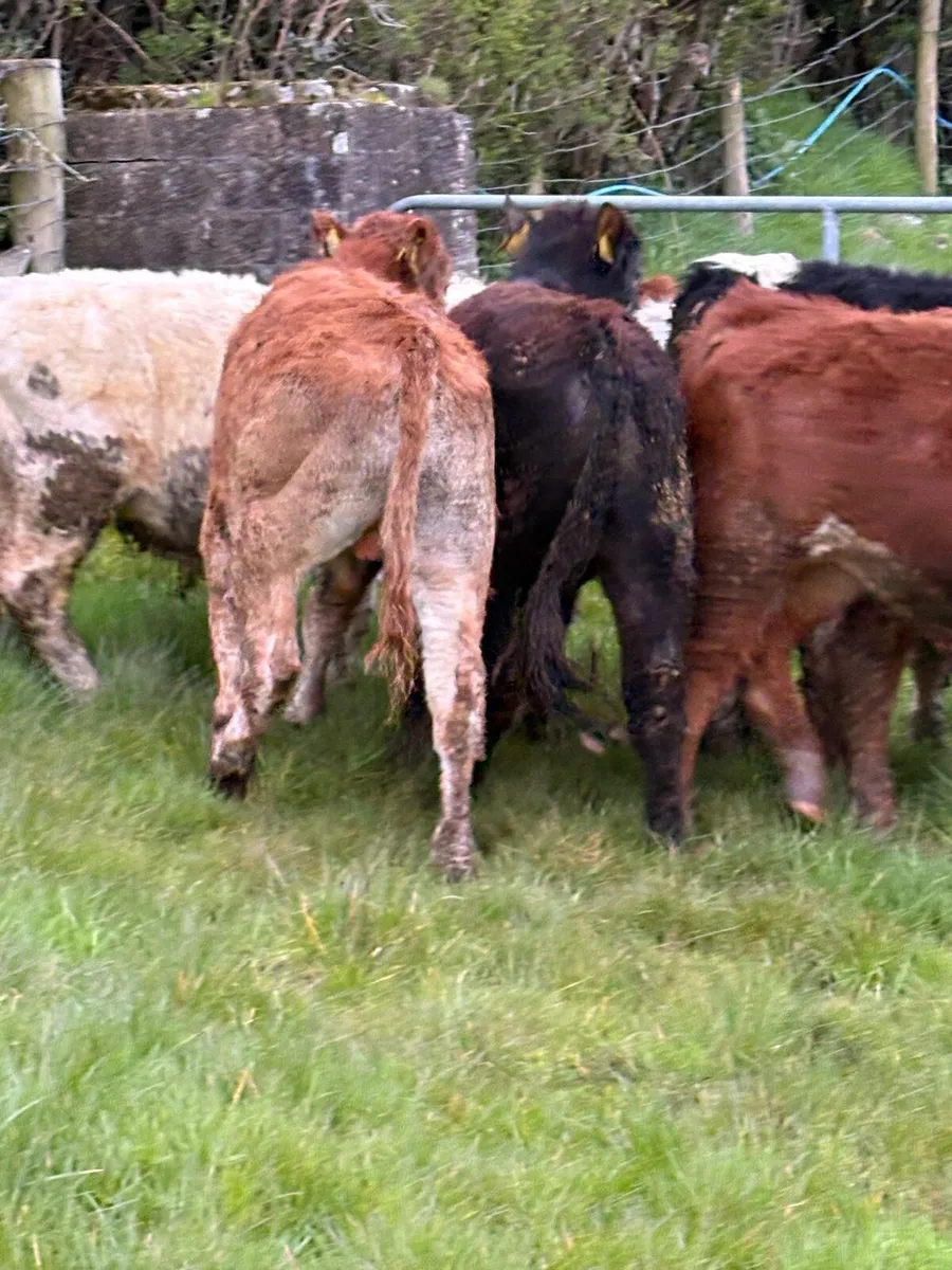 12 smashing Charolais and limousin bullocks - Image 3