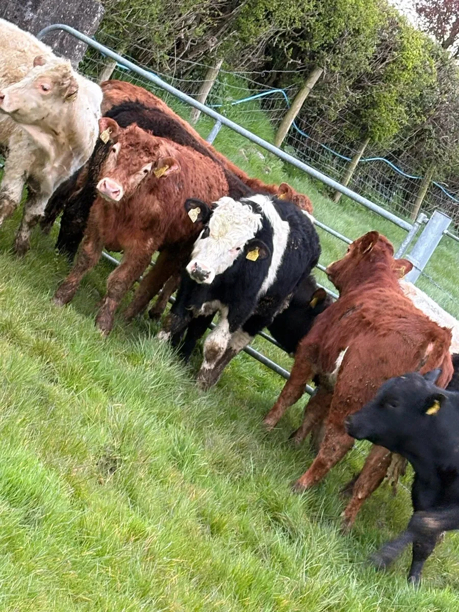 12 smashing Charolais and limousin bullocks - Image 4