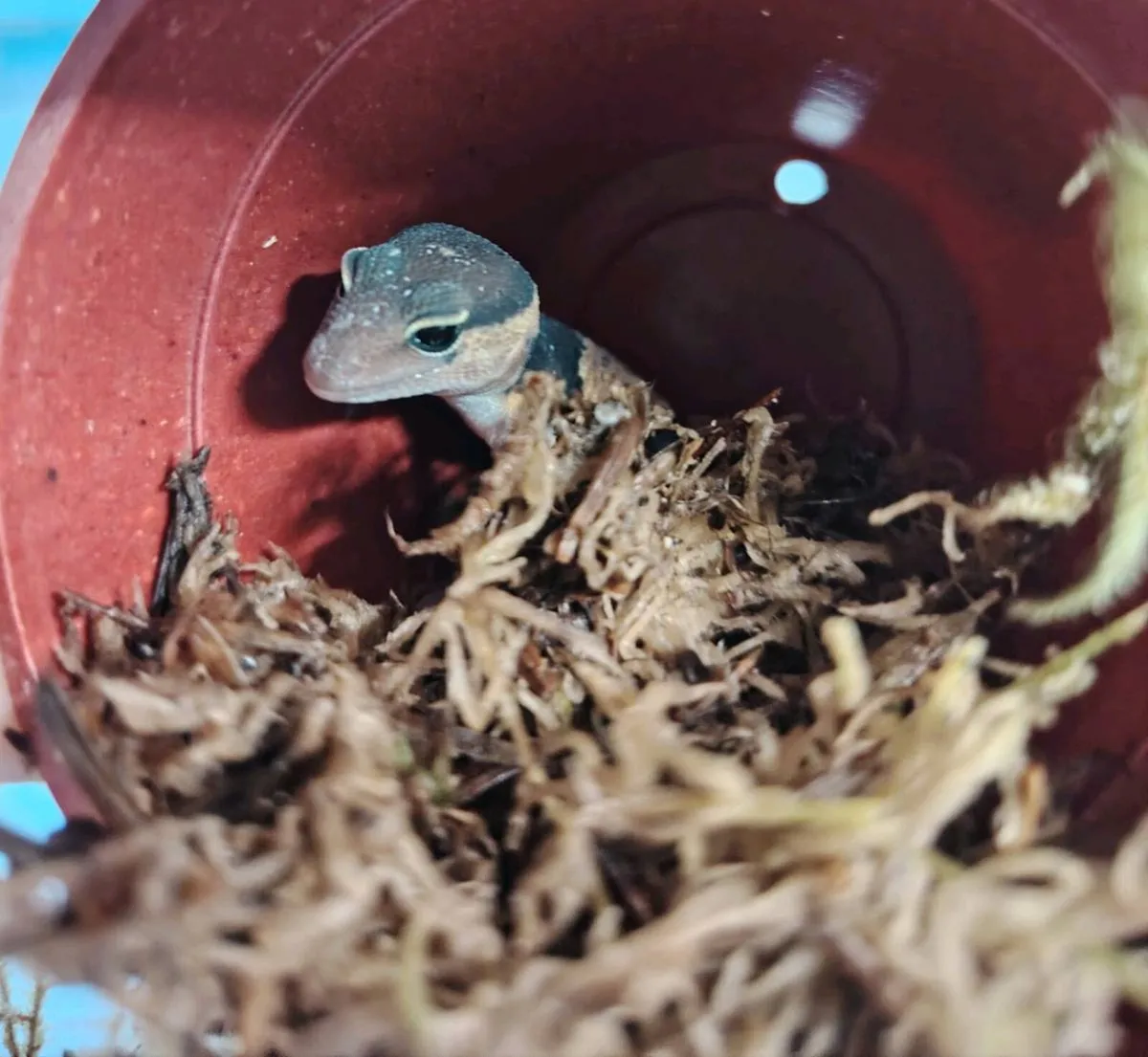African Fat Tails Geckos - Image 2