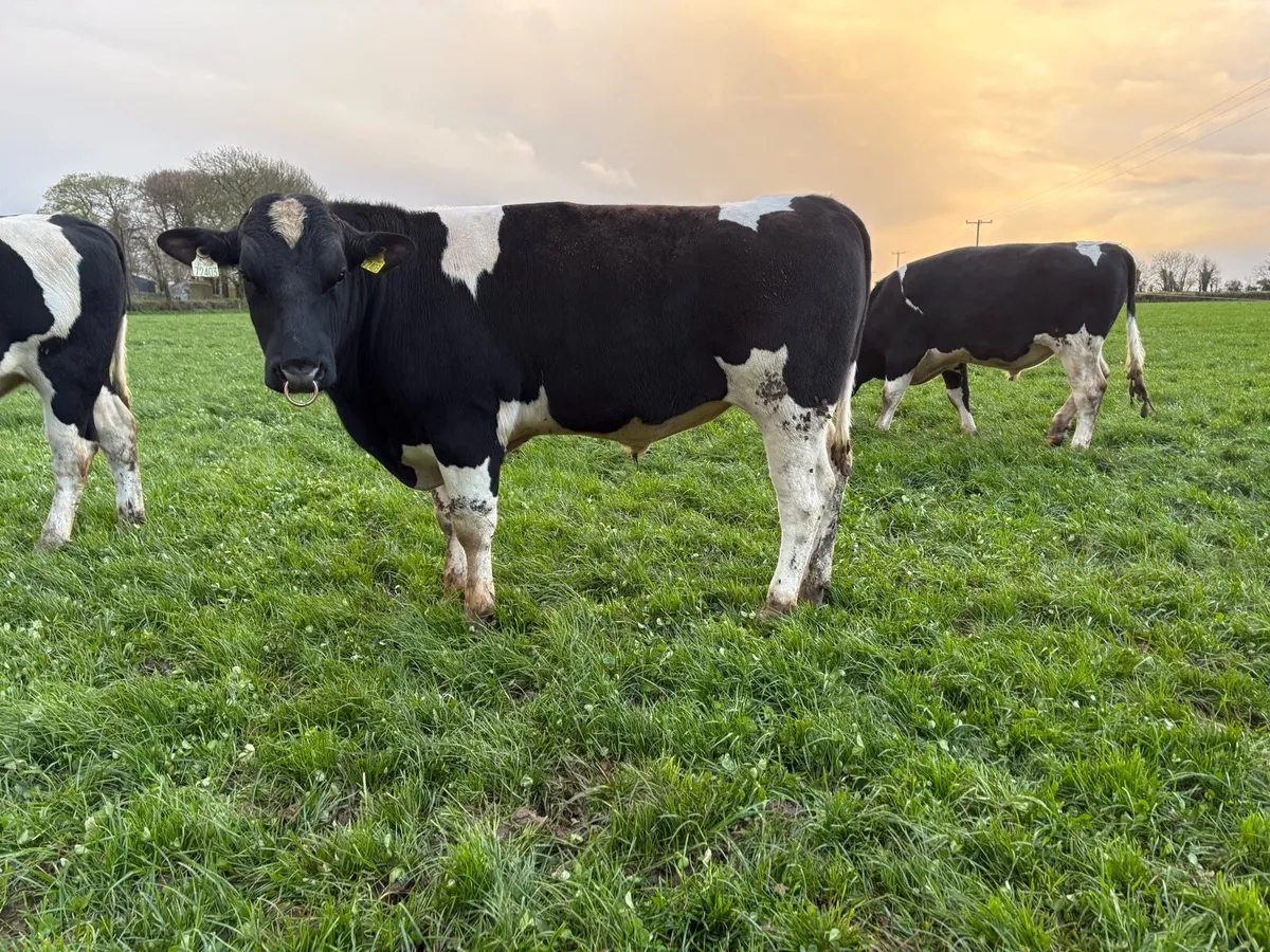 Pedigree Registered Friesian Bulls - Image 3