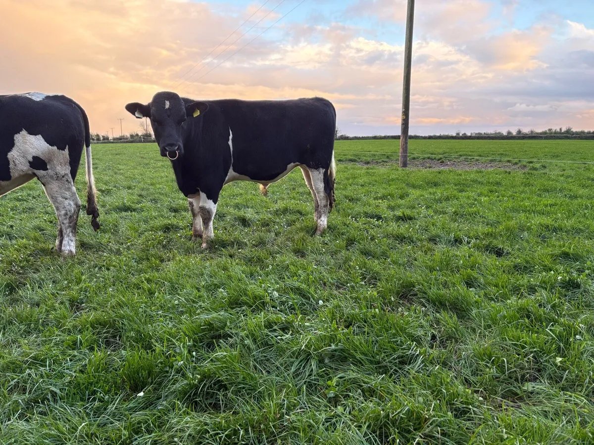 Pedigree Registered Friesian Bulls - Image 4