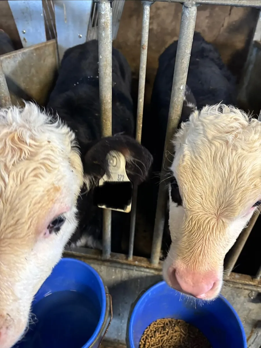Hereford Calves - Image 1