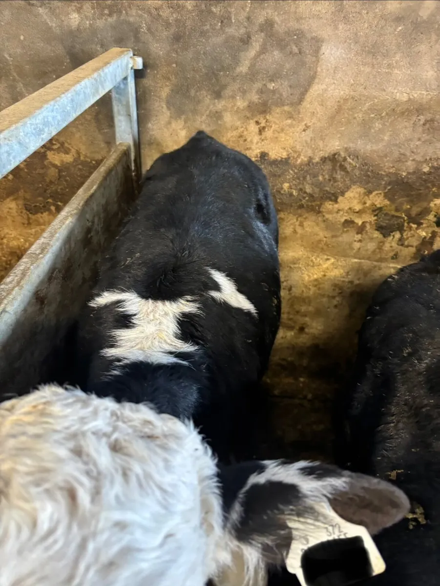 Hereford Calves - Image 2