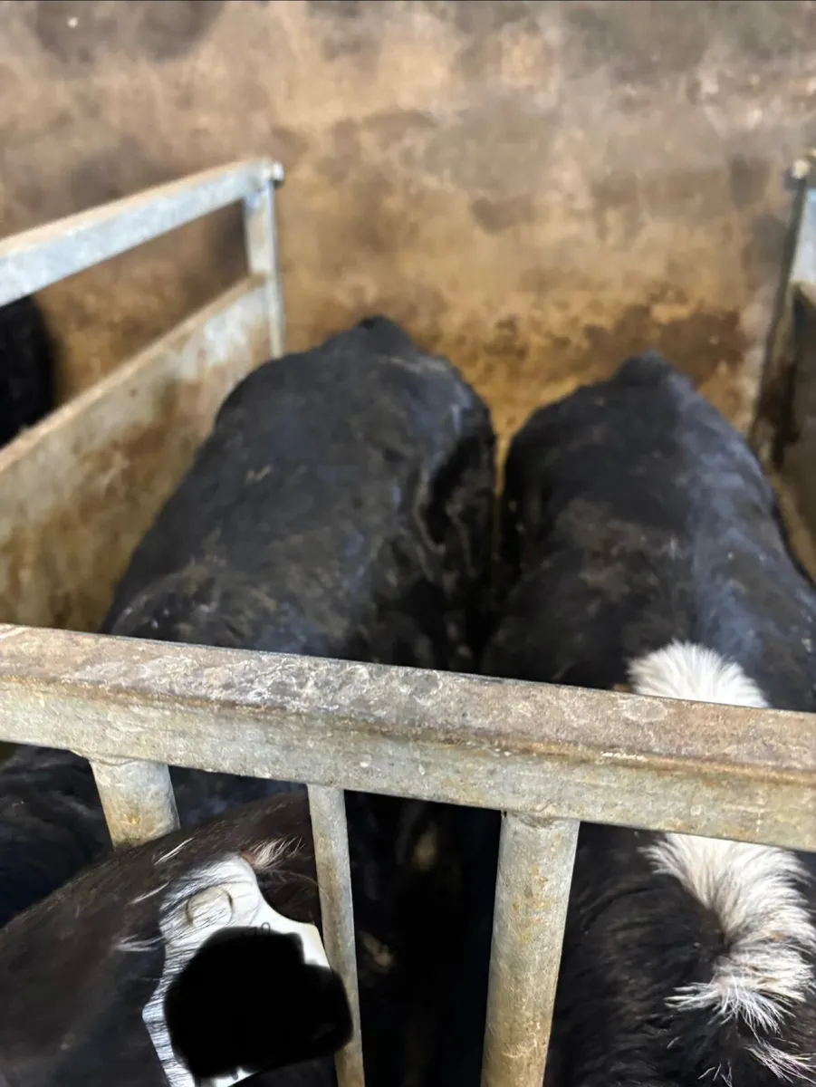 Hereford Calves - Image 3
