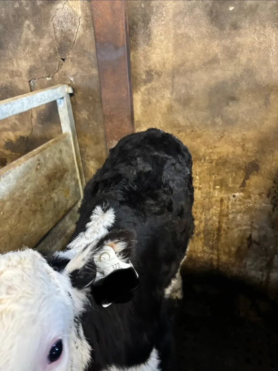 Hereford Calves - Image 4