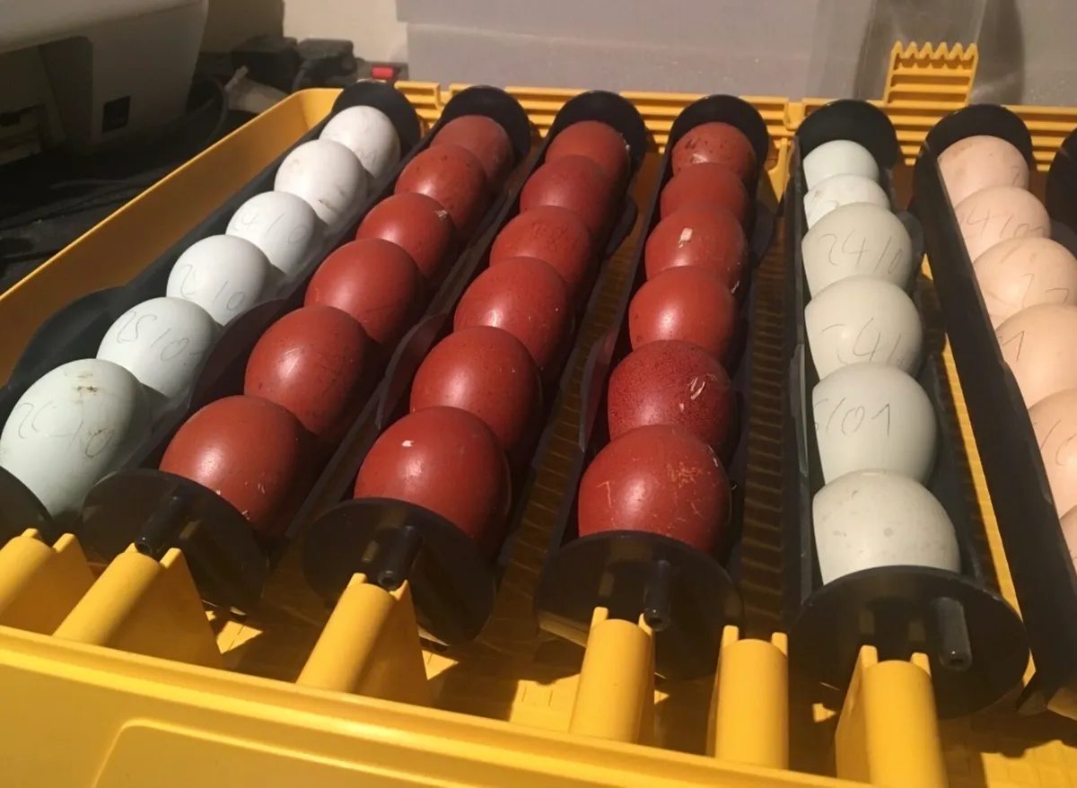 Hatching Eggs - Image 1