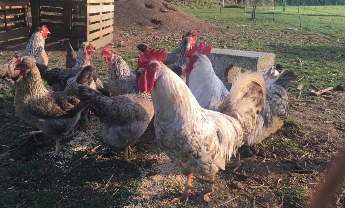 Hatching Eggs - Image 4