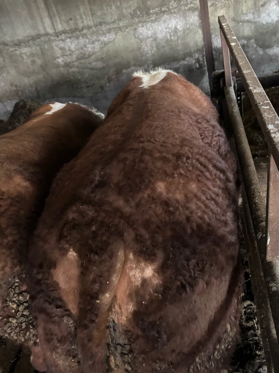 Hereford Bull - Image 4