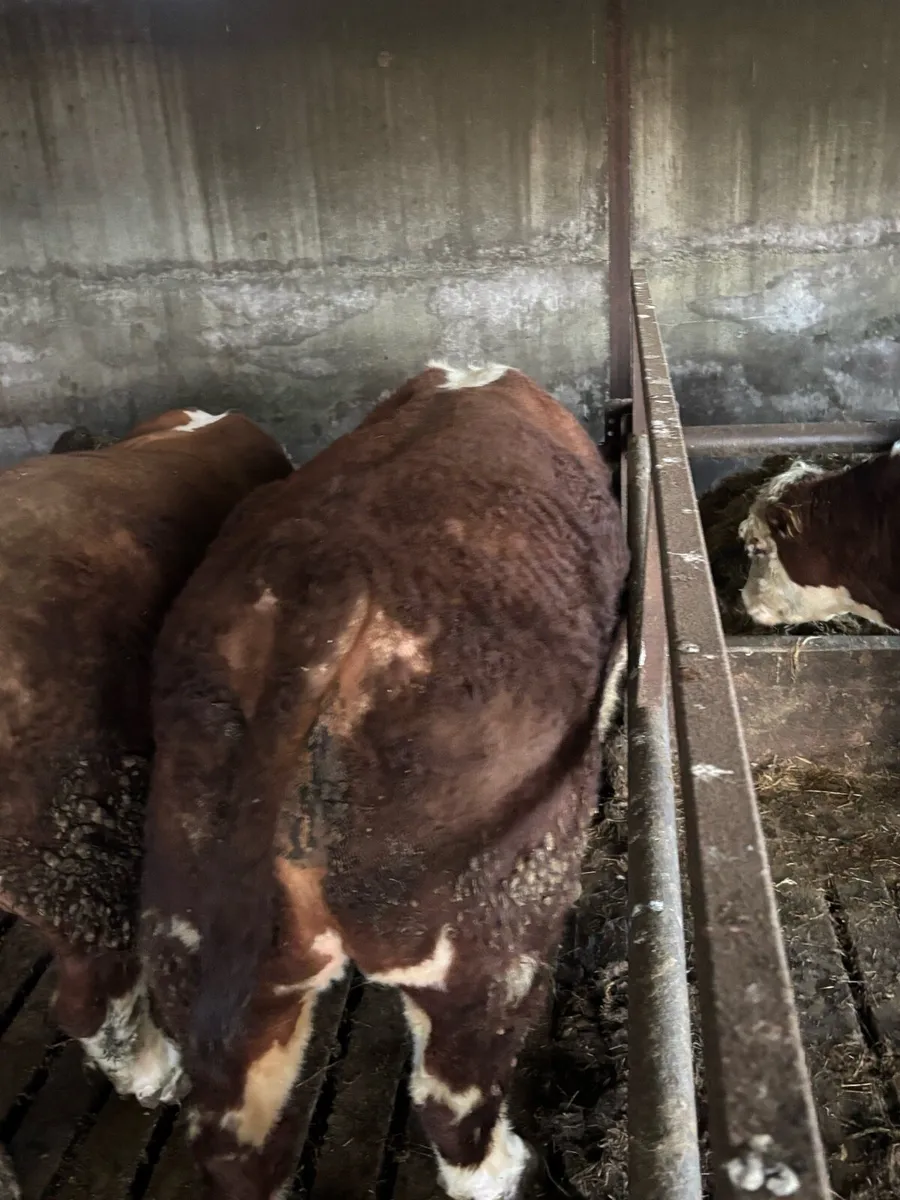 Hereford Bull - Image 3