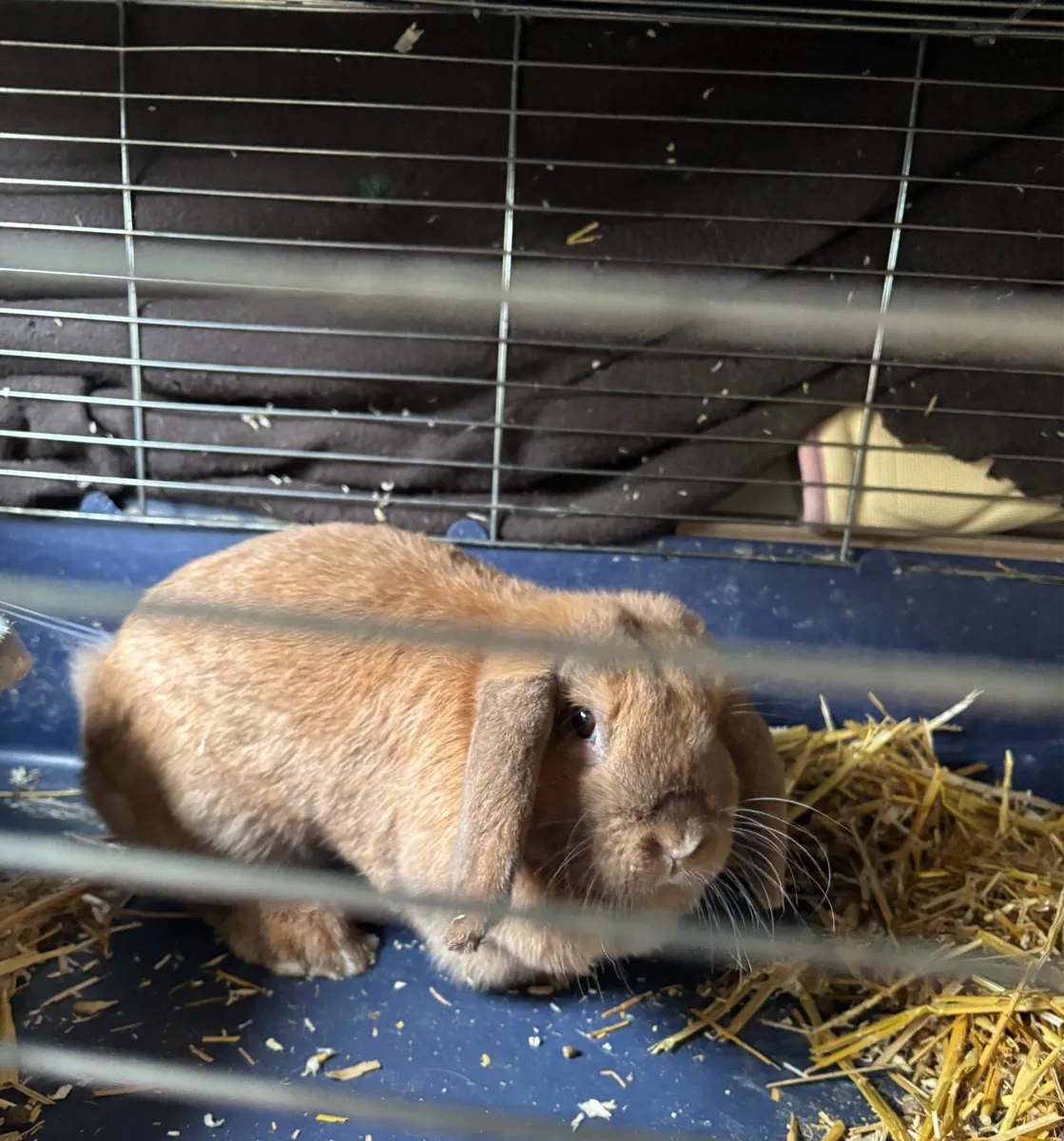 Doe minilop rabbit  7 months old - Image 4