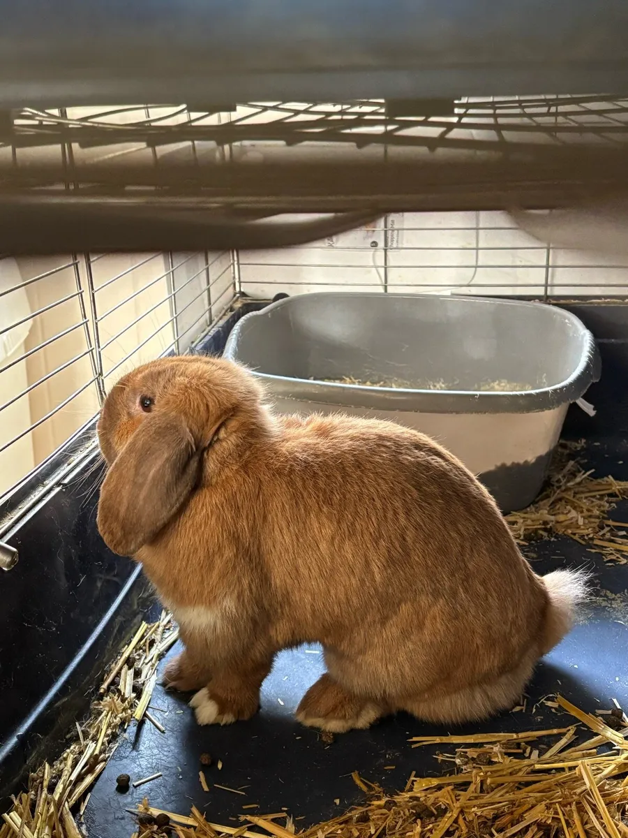 Doe minilop rabbit  7 months old - Image 1