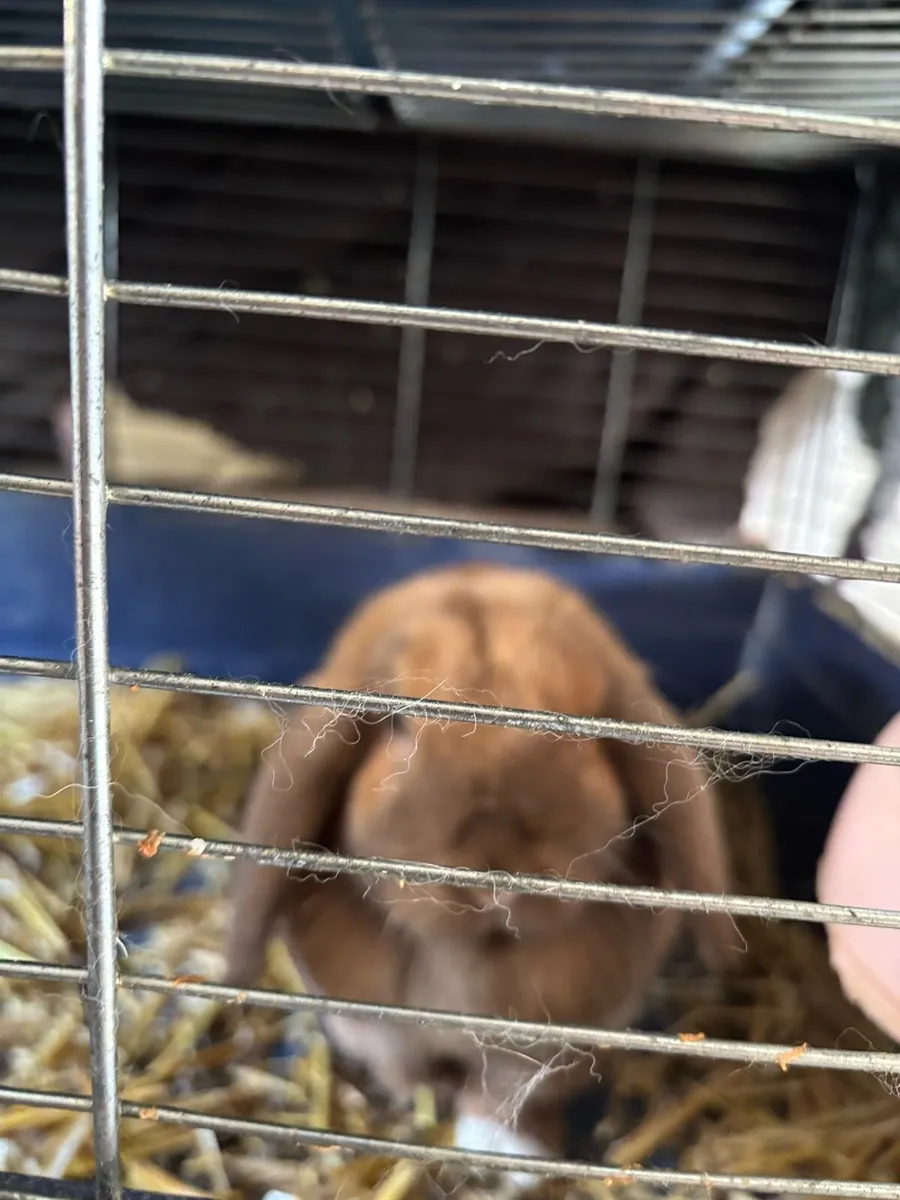 Doe minilop rabbit  7 months old - Image 2