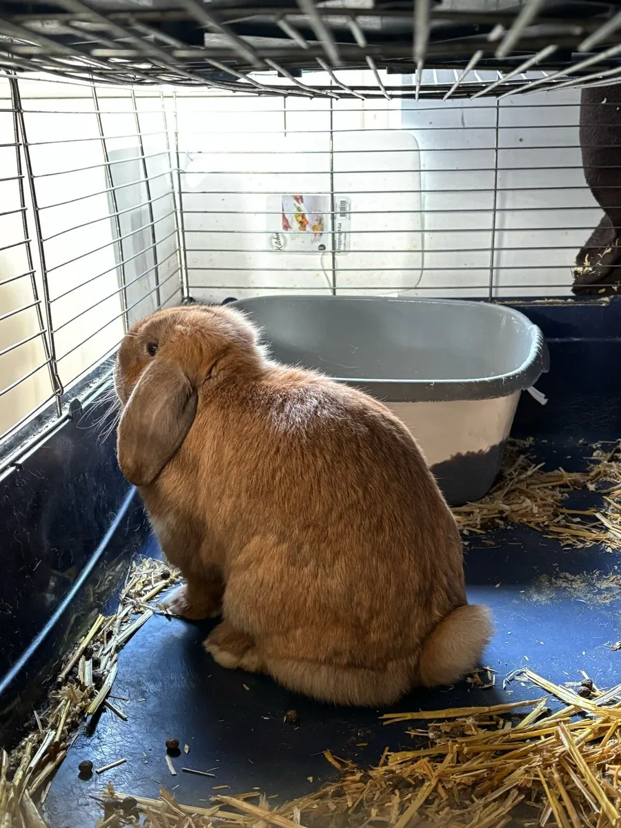 Doe minilop rabbit  7 months old - Image 3