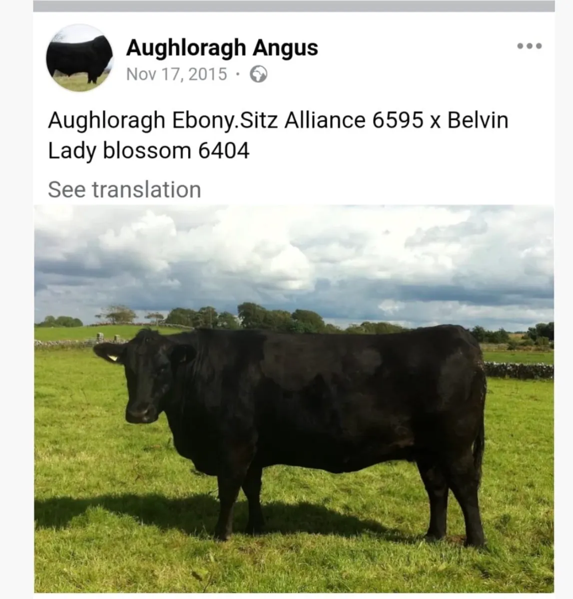 Angus bulls - Image 2
