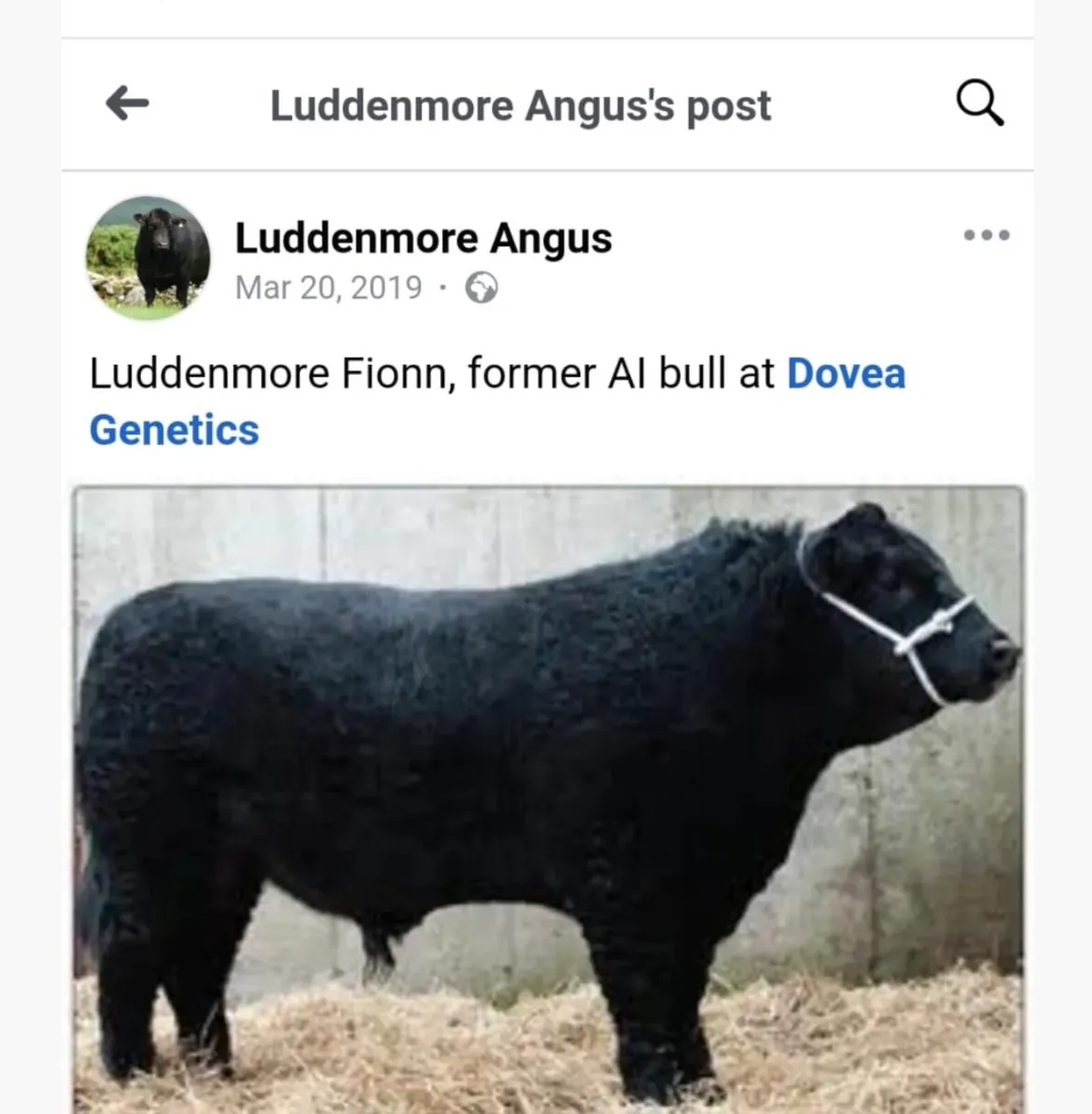 Angus bulls - Image 3