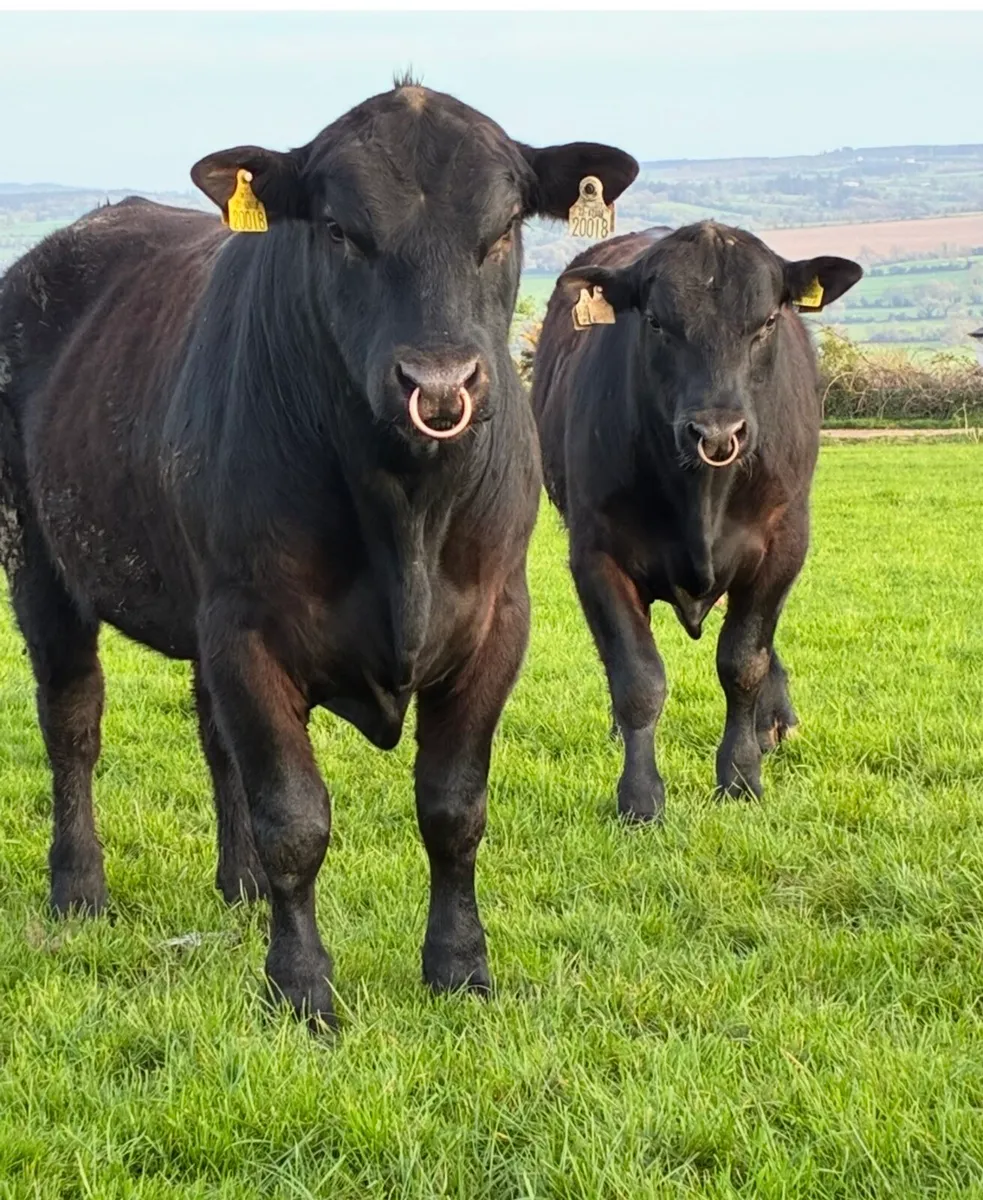Angus bulls - Image 4