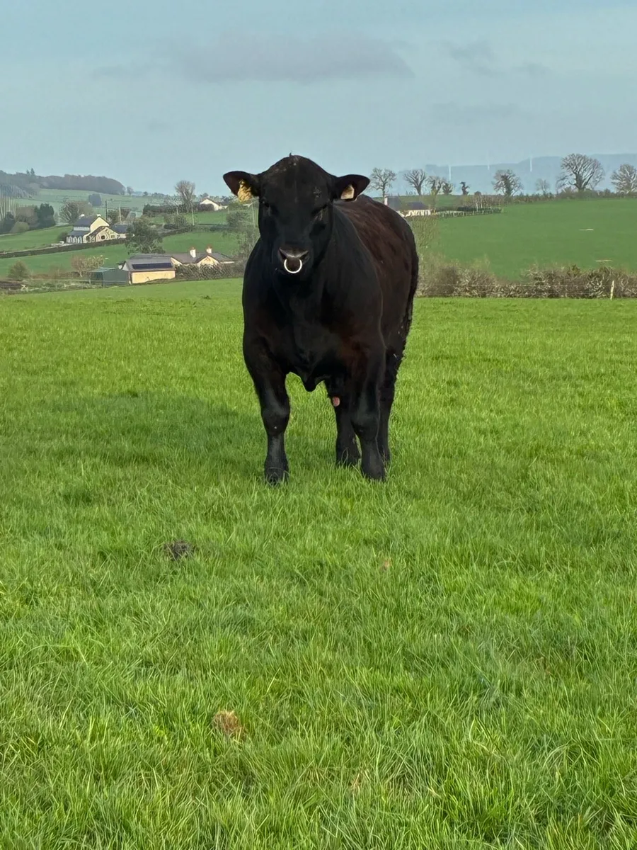 Angus bulls - Image 1