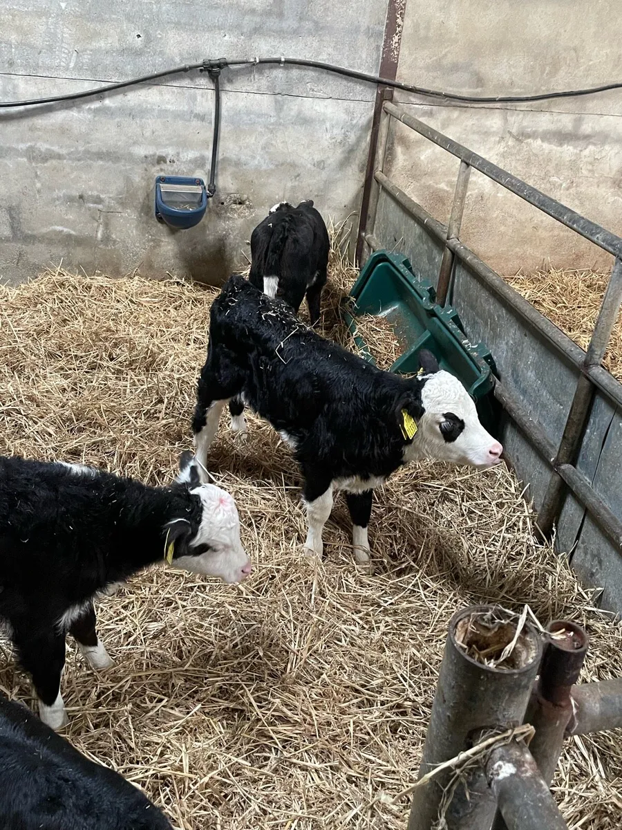 Hereford/Limousin Calves - Image 1