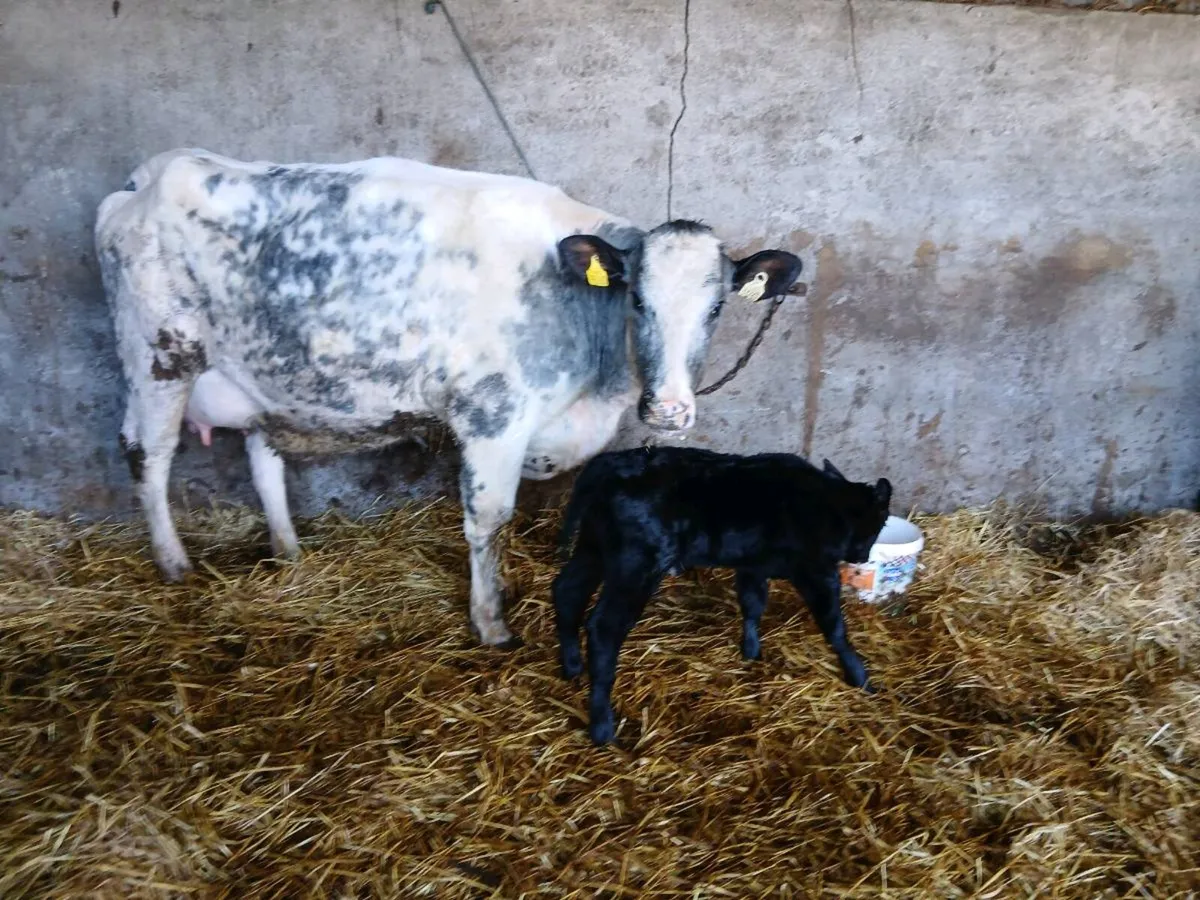 SUPER B BULE HEIFER WITH LOTS OF MILK - Image 1