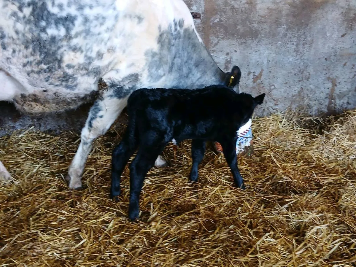 SUPER B BULE HEIFER WITH LOTS OF MILK - Image 2