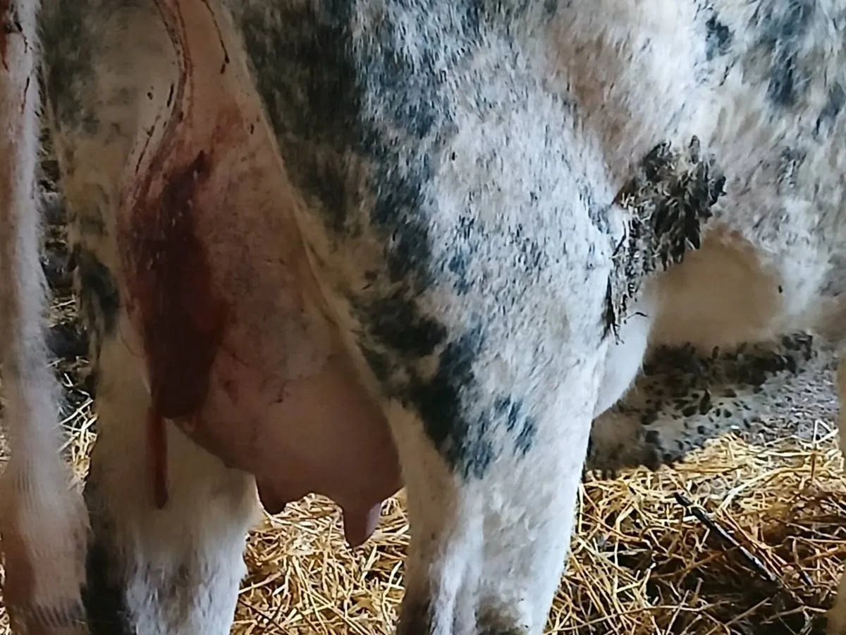 SUPER B BULE HEIFER WITH LOTS OF MILK - Image 3