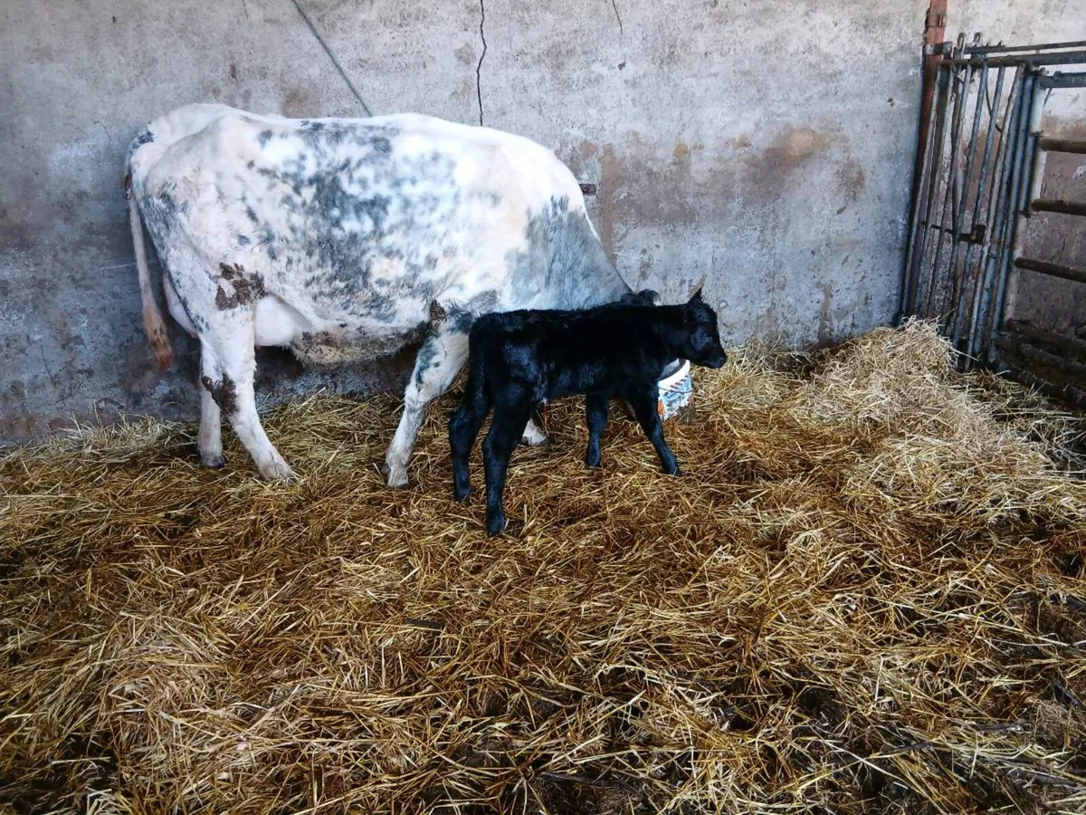 SUPER B BULE HEIFER WITH LOTS OF MILK - Image 4
