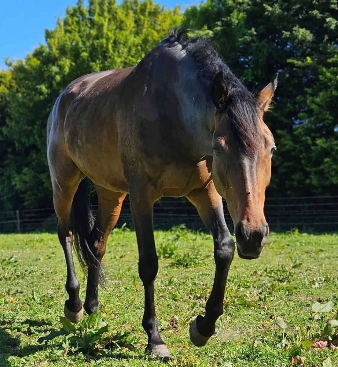 Handsome Thoroughbred Gelding - Image 1
